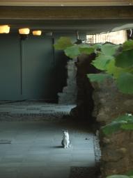 Budapest/cat below Hilton 3