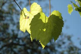 leaf on leaf/Weinblaetter/Schatten