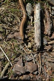 Blindschleiche/blindworm, slow-worm, Anguis fragilis
