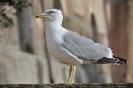 Möwe/Seagull