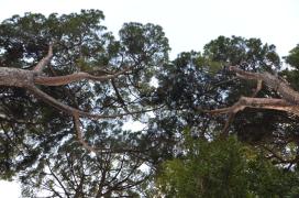 pines from below/public