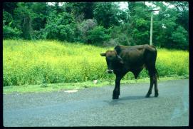 Nicaragua 1992/Kuh auf der Strasse/vaca en la carretera/cow on the highway/public