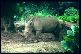 Guatemala 1996/hipopótamo/public