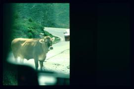 Oesterreich-Reise Juli 1991/Kuh auf der Strasse/cow in the street