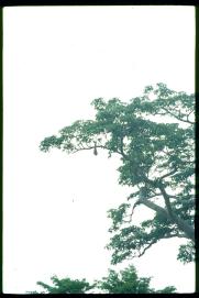 Nicaragua 1992/kolibrinest?/nido de colibri?