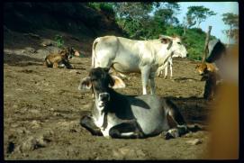 Nicaragua 1992/vacas