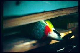 Nicaragua 1992/cabeza de lora/parrot head/Papageienkopf