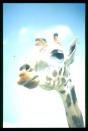 Guatemala 1996/girafe