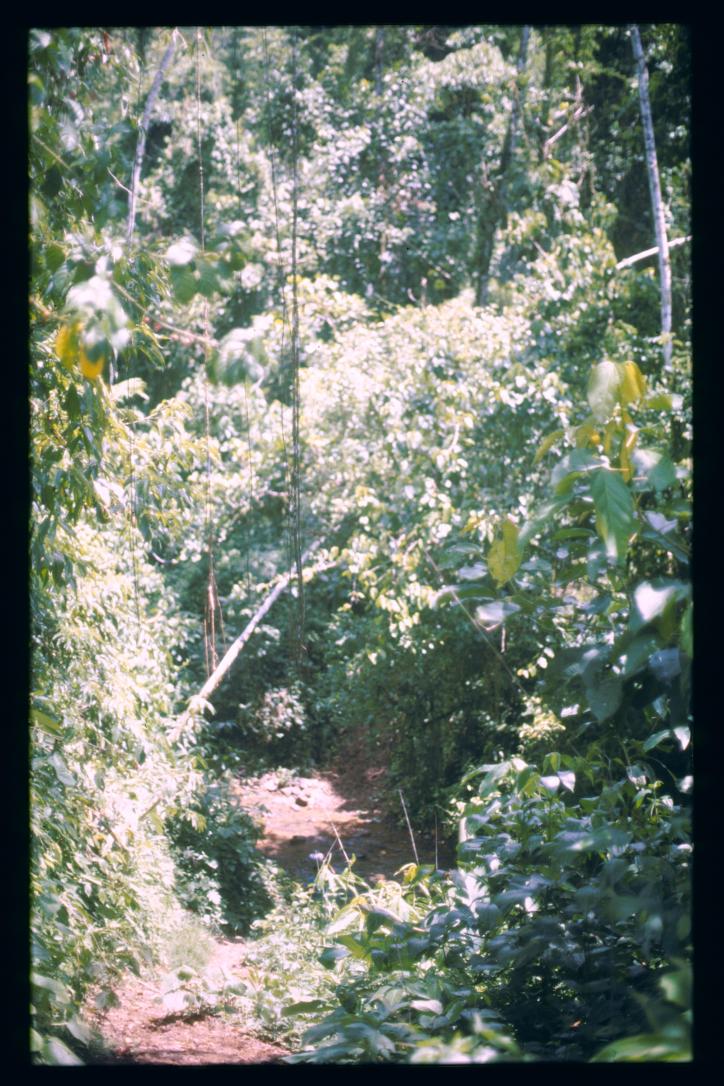 Guatemala 1996/selva